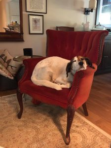 Piper in the red chair