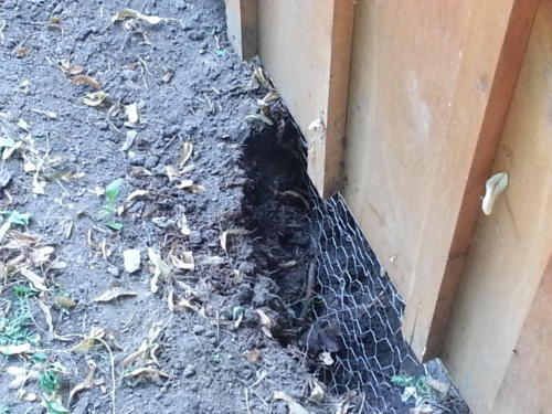 The telltale sign that we trapped the mother skunk under the shed.